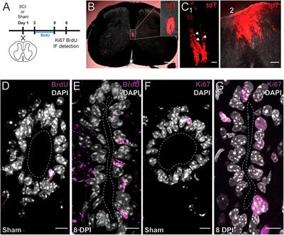 P2X7 receptor activation awakes a dormant stem cell niche in the adult spinal cord